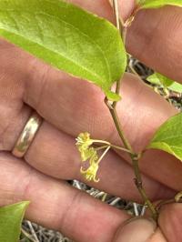 Smilax rotundifolia image